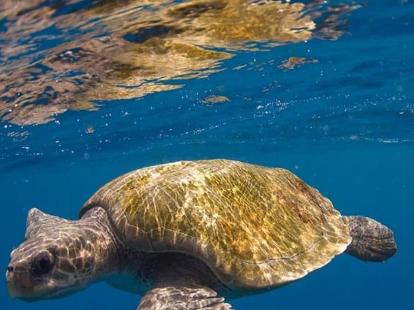 Snorkeling with Sea Turtles at Mirissa